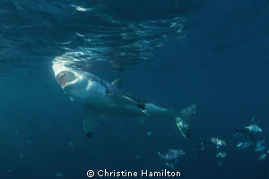 "What Big Teeth You Have !"  Great White Shark by Christine Hamilton 
